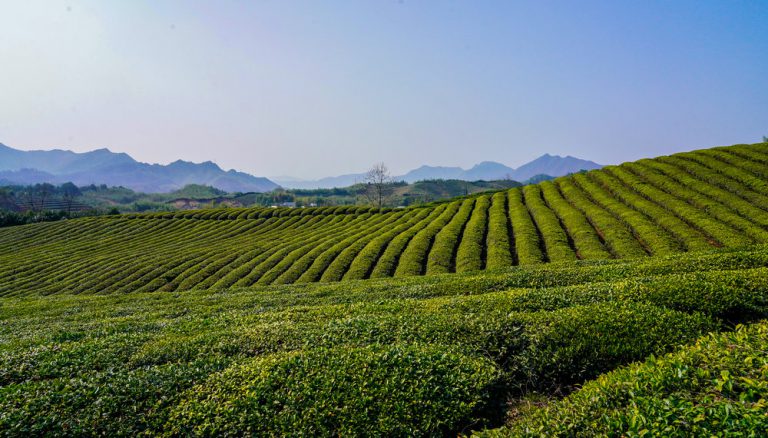 ZHI QINGHE Tea Garden Bases