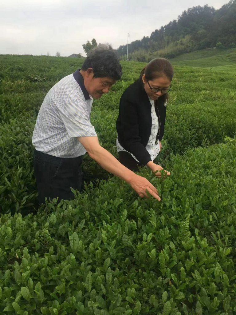 Zhi Qinghe company tea legal person with his daughter in the organic tea farm