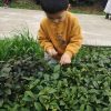 Zhi Qing third generation is picking tea leaves Tea founder's grandson