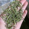cloud mist one bud grade AAA2 Cloud Mist One Bud Green Tea ( Green Sword Tea )