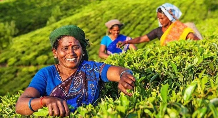 India Gate Tea A Brief History Of Indian Tea – Hangzhou Zhiqinghe Tea Tech Co.,Ltd.