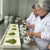 微信图片_20240712212755 Organic Matcha Ceremonial Grade AA