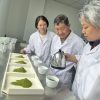 zhi qinghe matcha quality examine The old founder of Zhiqinghe rew view matcha quality in Lab