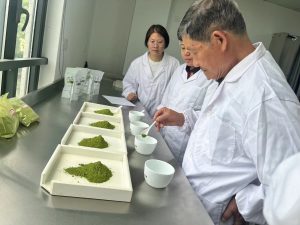 Matcha Selection