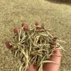 微信图片_20240716185355 White Tea Silver Needle Grade AAA