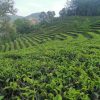 微信图片_20240716185415 Taiping Houkui Green Tea Grade AA