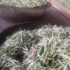 微信图片_20240716185725 White Tea Silver Needle Grade AAA