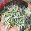 微信图片_20240716185739 White Tea Silver Needle Grade A
