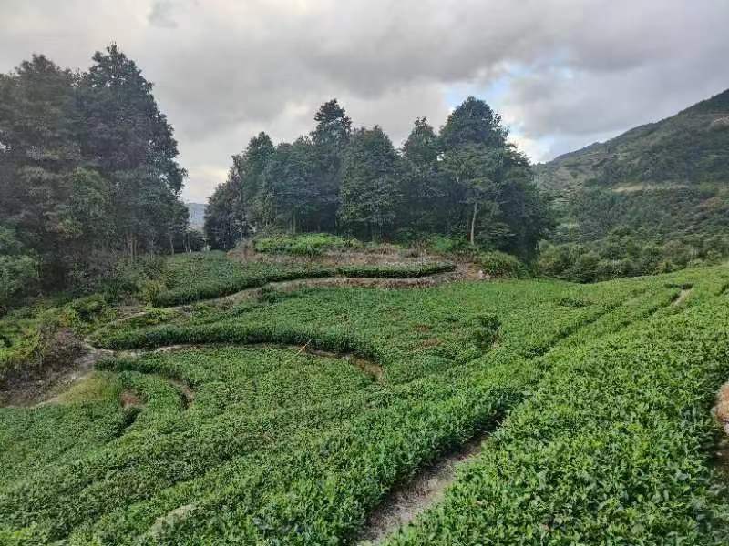 Zhi Qinghe Tea Plot Zhi Qinghe Tea Plot