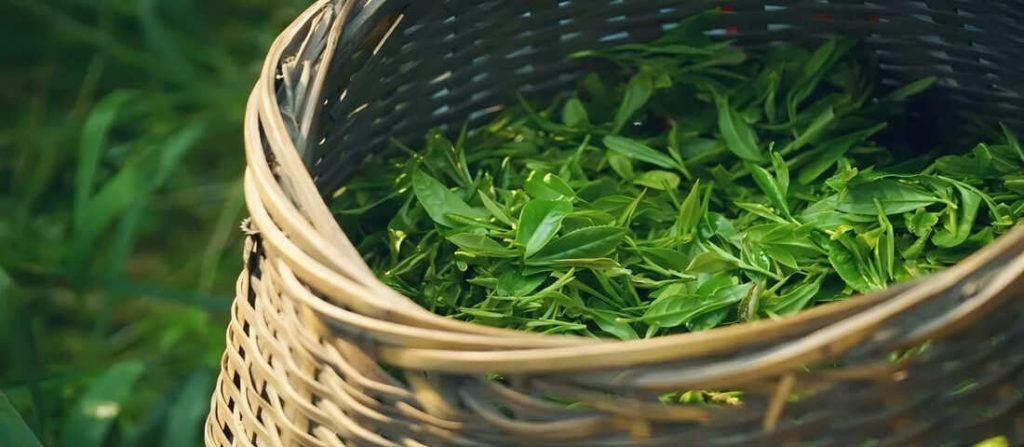 Longjing Fresh Leaves