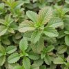 Stevia Stevia
