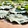 Natural dried lotus leaves - ecological raw materials Natural dried lotus leaves - ecological raw materials