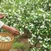 Picking dried jasmine flowers Picking dried jasmine flowers