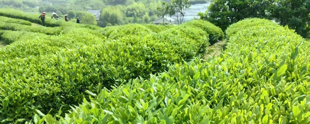 Hangzhou Zhiqinghe Organic Tea Garden 2025 Spring Tea Season Tea Garden Scene