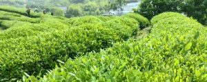 Hangzhou Zhiqinghe Organic Tea Garden 2025 Spring Tea Season Tea Garden Scene