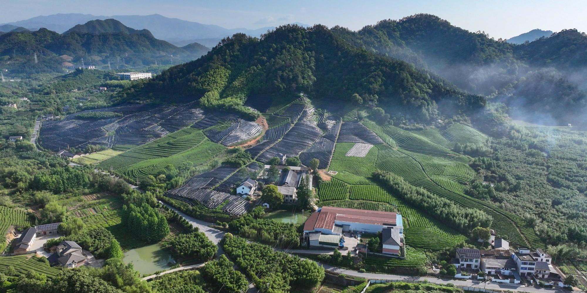Aerial-View-of-Hangzhou-Zhiqinghe-Tea-Tech-Co.Ltd_.-Tea-Garden-and-Tea-Factory