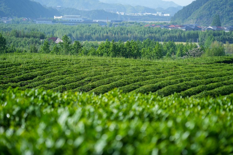 Green organic tea garden