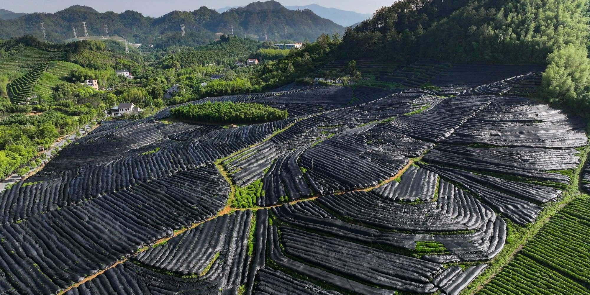 Hangzhou-Zhiqinghe-Tea-Tech-Co.Ltd_.-2025-Spring-High-Quality-Matcha-Raw-Material-Base-Black-Film-Tea-Plantation
