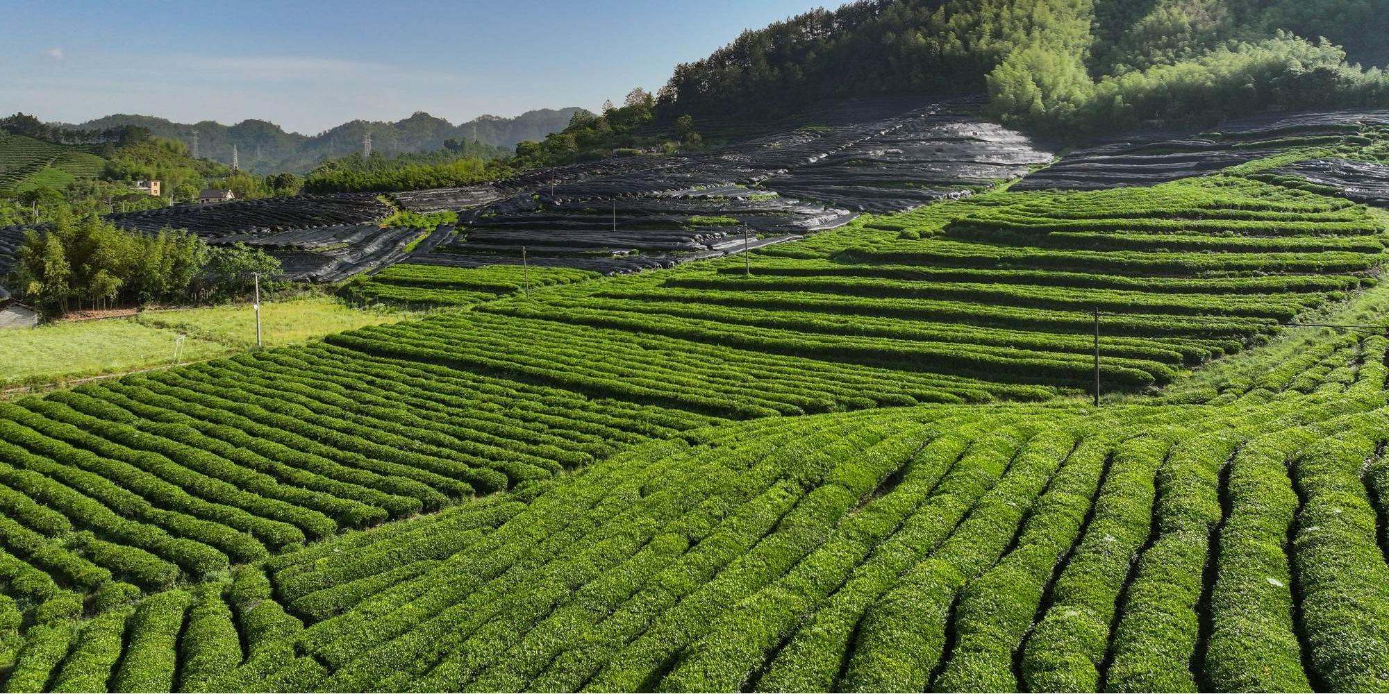 Hangzhou-Zhiqinghe-Tea-Tech-Co.Ltd_.-Organic-Tea-Garden-Spring-Scenery