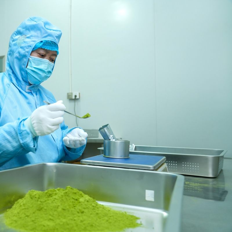 Organic matcha weighed and filled into tins on a hygienic packaging line at Zhiqinghe