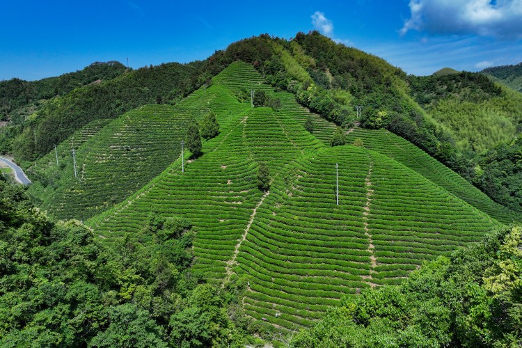 Organic tea gardens in spring