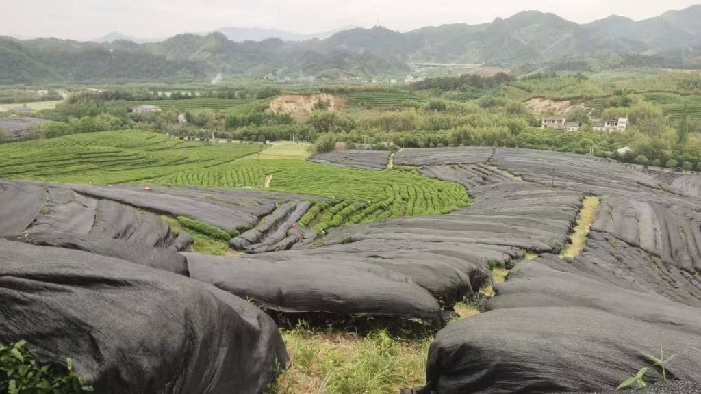 Tea trees covered by black film technology in spring 2025