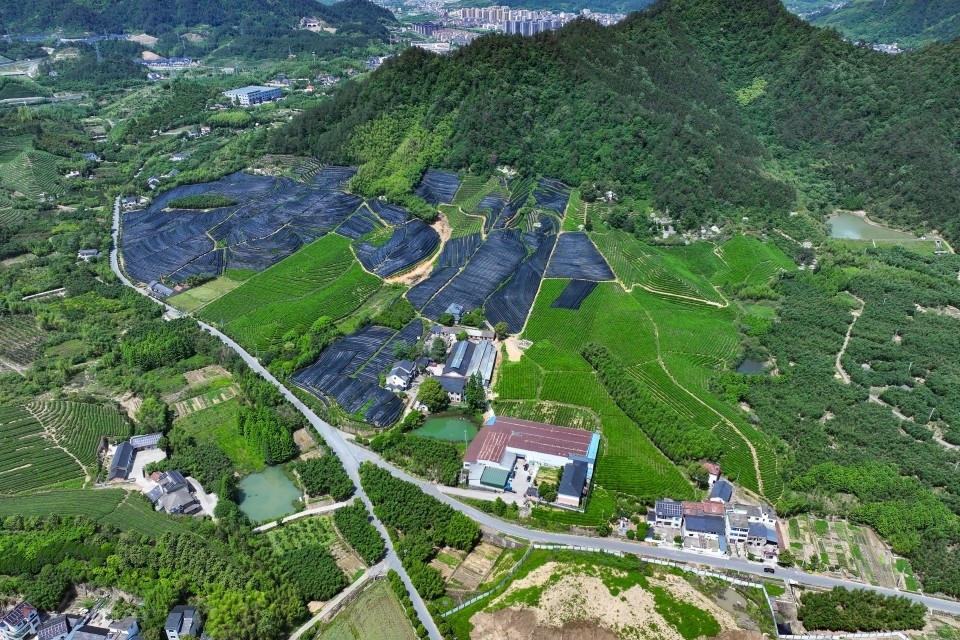 Panoramic View of Hangzhou Zhiqinghe Organic Tea Garden and Tea Factory in Spring 2025
