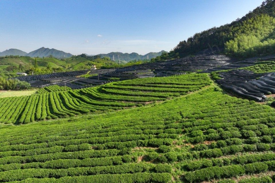Spring 2025- Hangzhou Zhiqinghe Organic Tea Plantation Covered with Black Film Tea Trees and Green Ecology