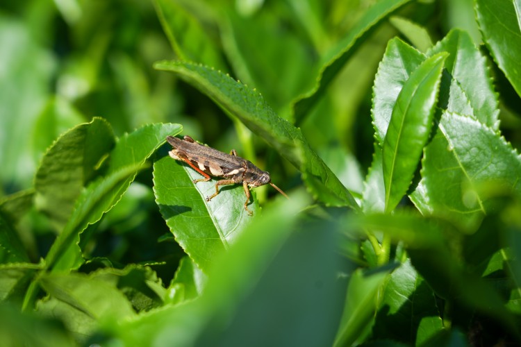 Spring tea and grasshoppers