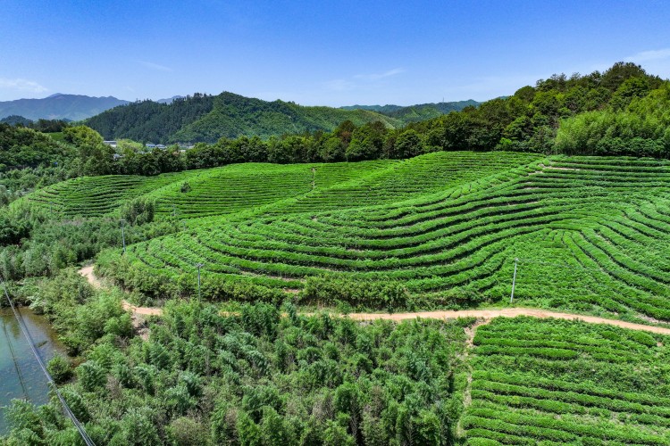 Spring tea garden scenery