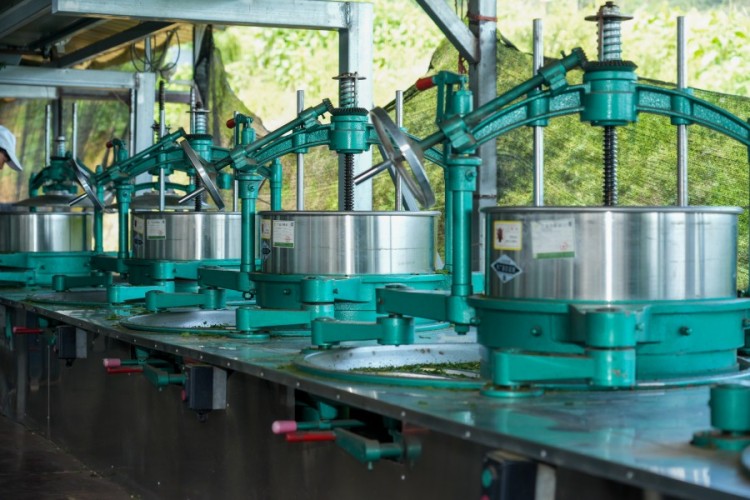 Hangzhou Zhiqinghe Tea Tech Co.,Ltd Tea factory fresh leaf rolling equipment
