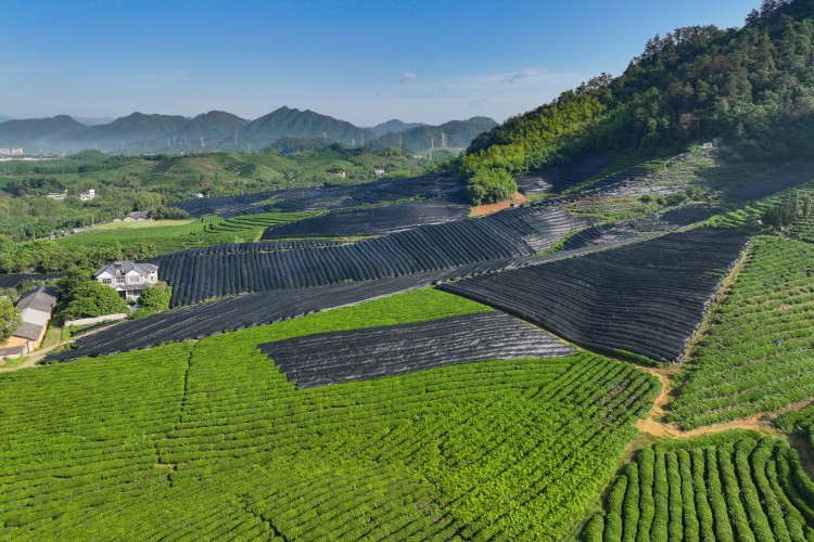 Tea gardens covered in black film