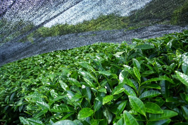 Tea leaves protected by black film