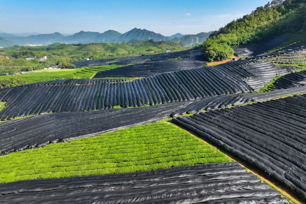 Tea trees covered in black film