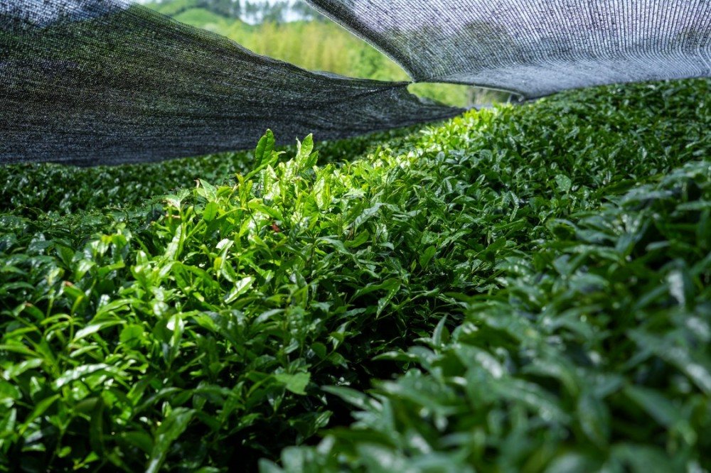 Tender green tea leaves under the black film