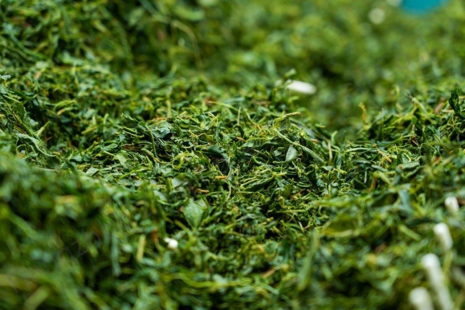 Top Matcha Ingredients for Spring 2025- Fresh Leaves and Green Tea