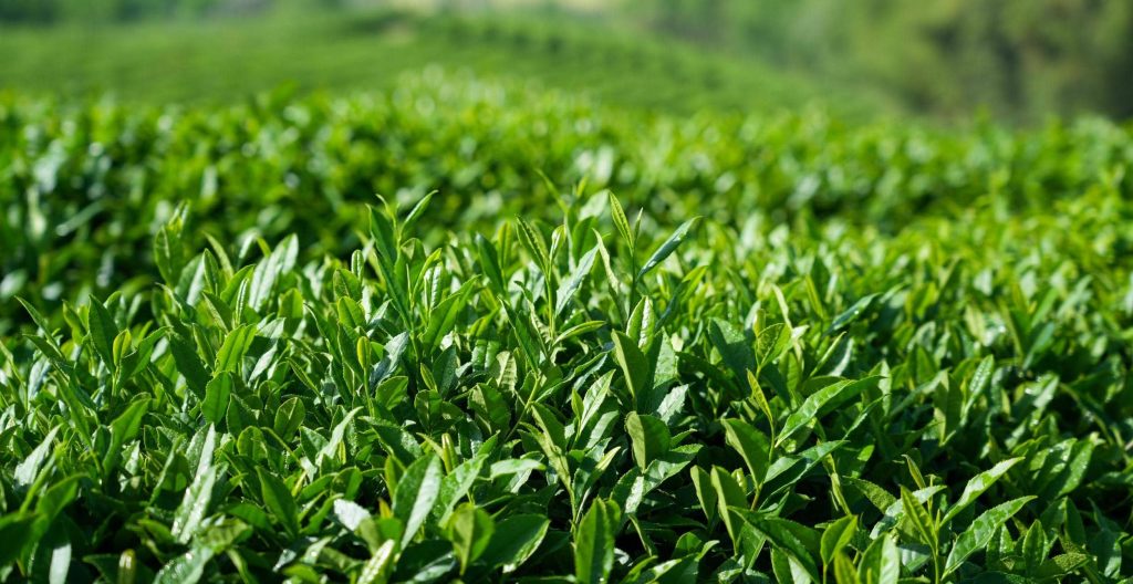 Autumn scenery in tea gardens
