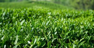 Autumn scenery in tea gardens