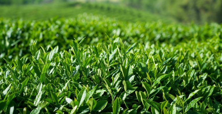 Autumn scenery in tea gardens