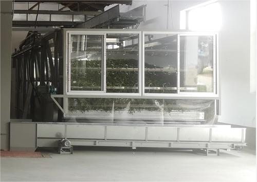 Fresh leaves enter processing immediately