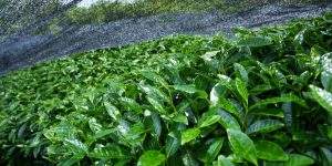 Matcha raw material covered with black film