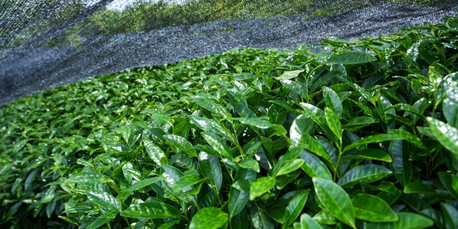 Matcha raw material covered with black film