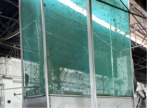 Rapid cooling locks in flavor