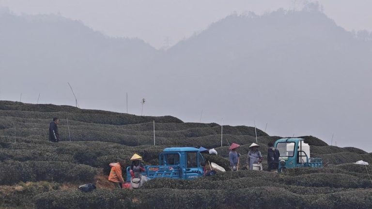 Getting ready for work at the Zhiqinghe Tea Farm