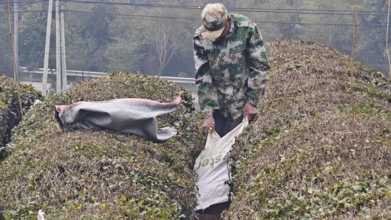 The tea farmer is applying organic fertilizer