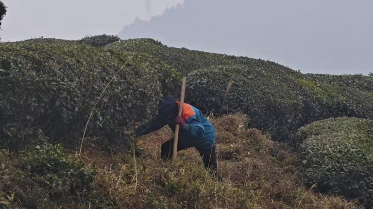 The tea farmer is weeding