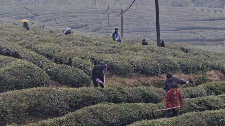 The tea farmers are loosening the soil