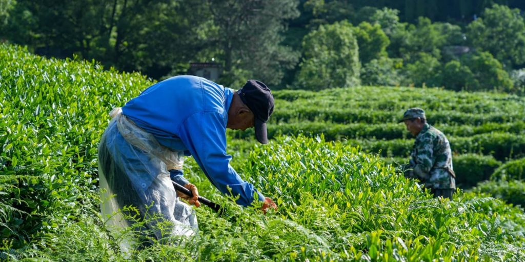 Zhiqinghe Tea Farm is already busy