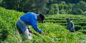 Zhiqinghe Tea Farm is already busy