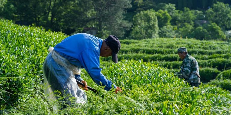 Zhiqinghe Tea Farm is already busy